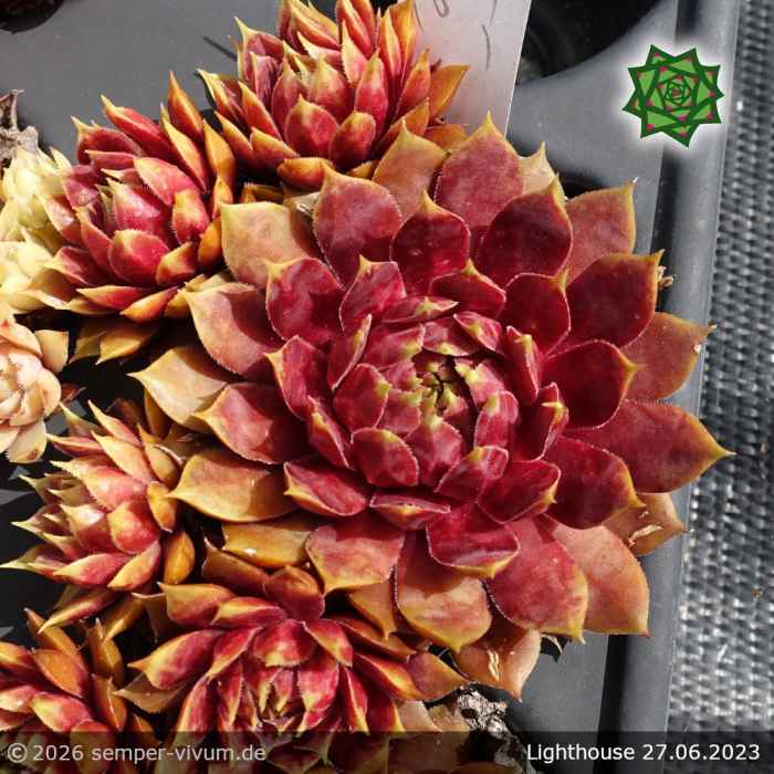 Sempervivum 'Lighthouse'