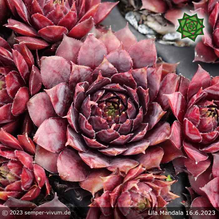 Sempervivum 'Lila Mandala'