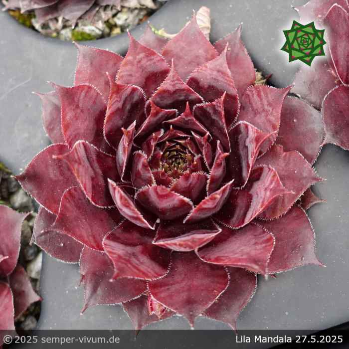 Sempervivum 'Lila Mandala'