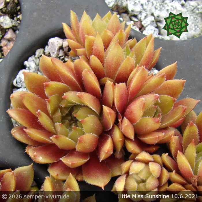 Sempervivum 'Little Miss Sunshine'