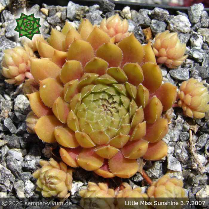 Sempervivum 'Little Miss Sunshine'