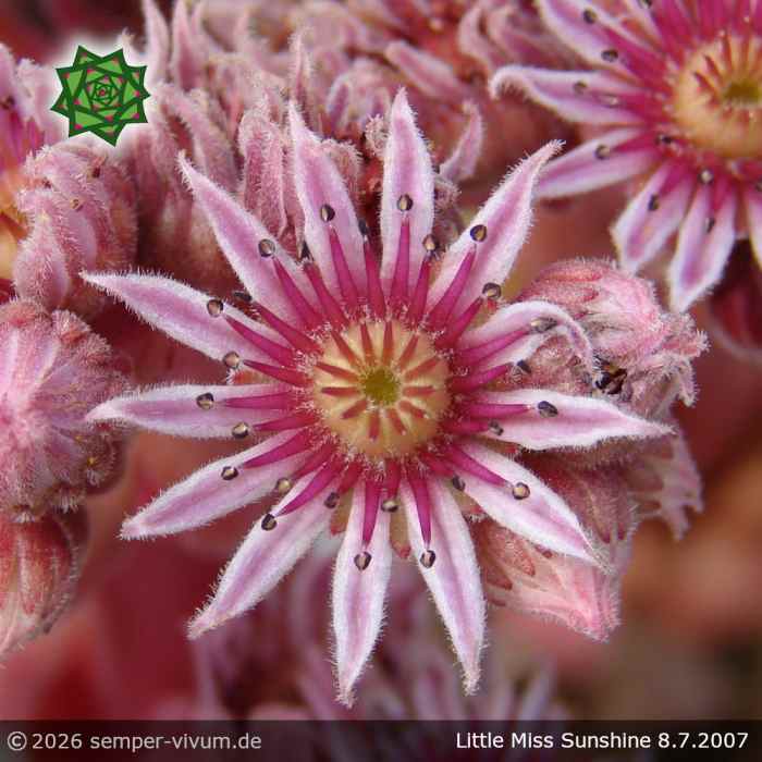 Sempervivum 'Little Miss Sunshine'