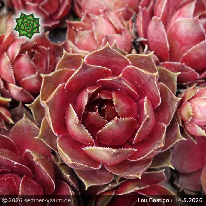 Sempervivum 'Lou Bastidou'
