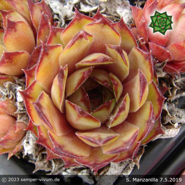 Sempervivum 'Manzanilla'