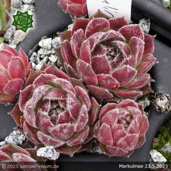 Sempervivum 'Markulinae'