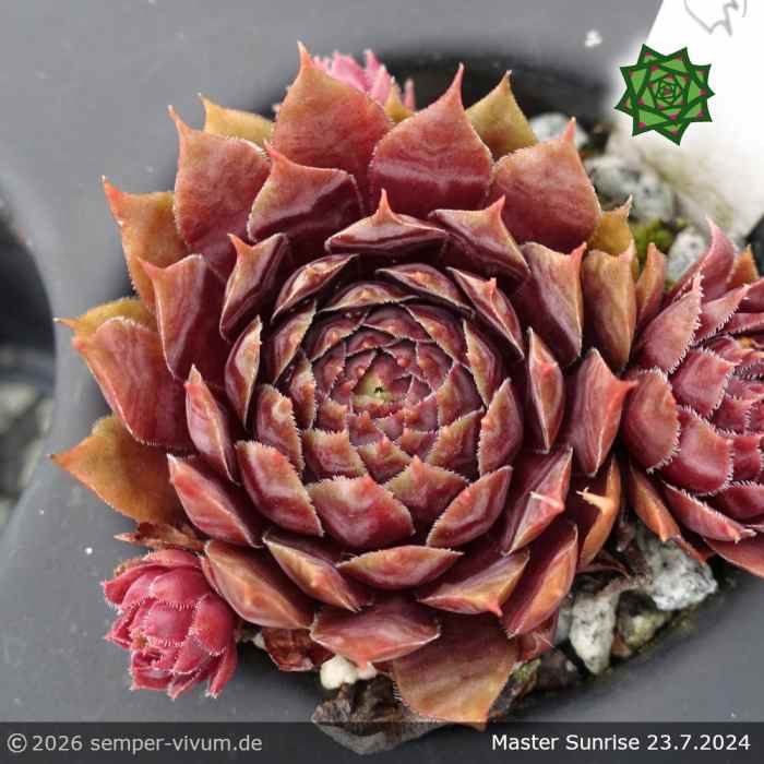 Sempervivum 'Master Sunrise'