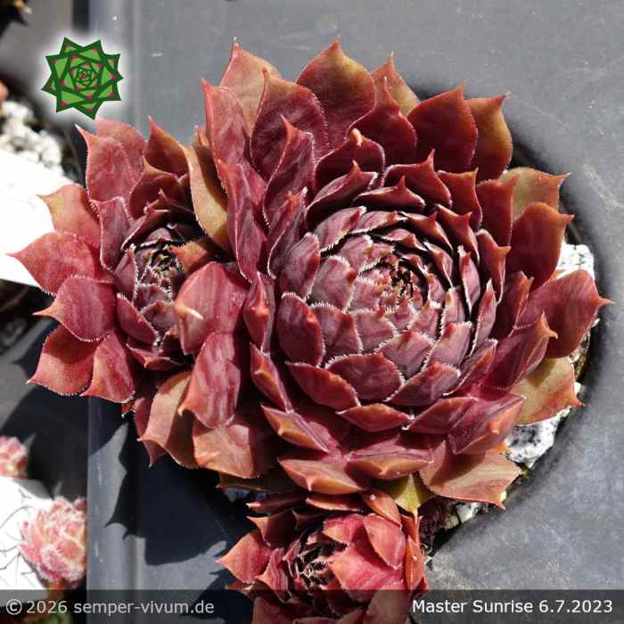 Sempervivum 'Master Sunrise'