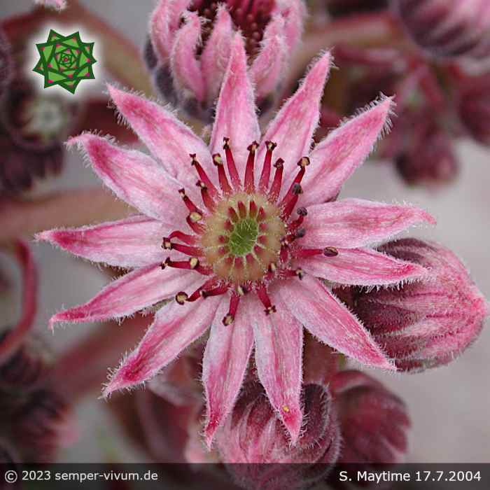 Sempervivum 'Maytime'
