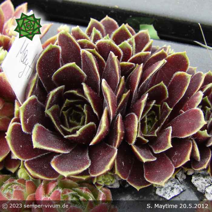 Sempervivum 'Maytime'