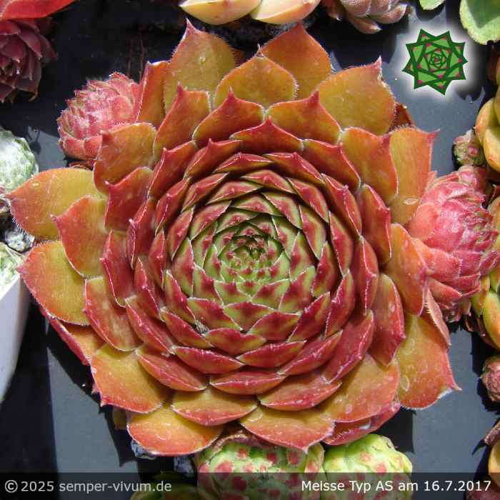 Sempervivum 'Meisse' Typ AS