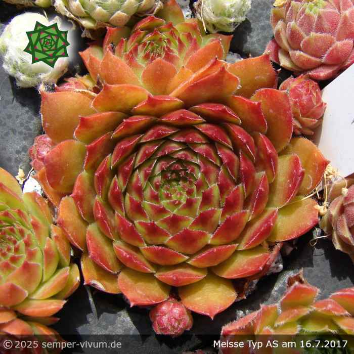 Sempervivum 'Meisse' Typ AS