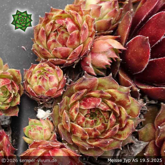Sempervivum 'Meisse' Typ AS