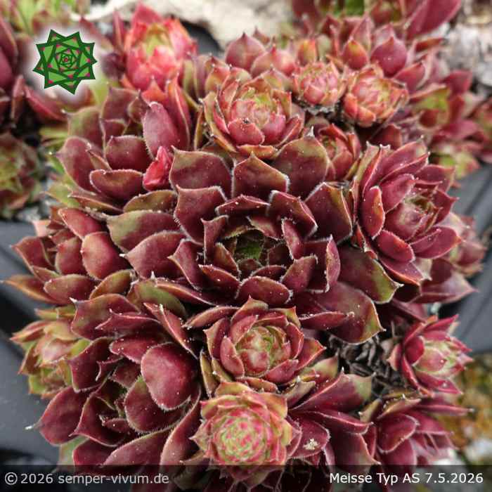 Sempervivum 'Meisse' Typ AS