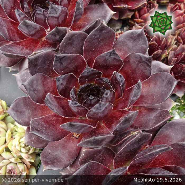 Sempervivum 'Mephisto'