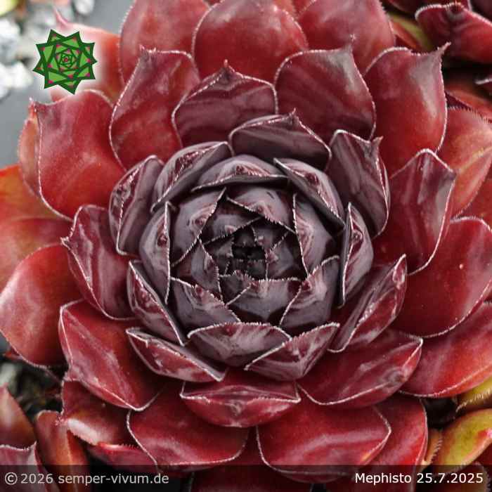 Sempervivum 'Mephisto'