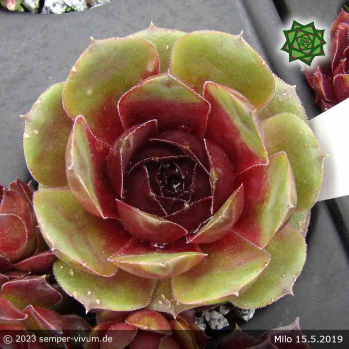 Sempervivum 'Milo'