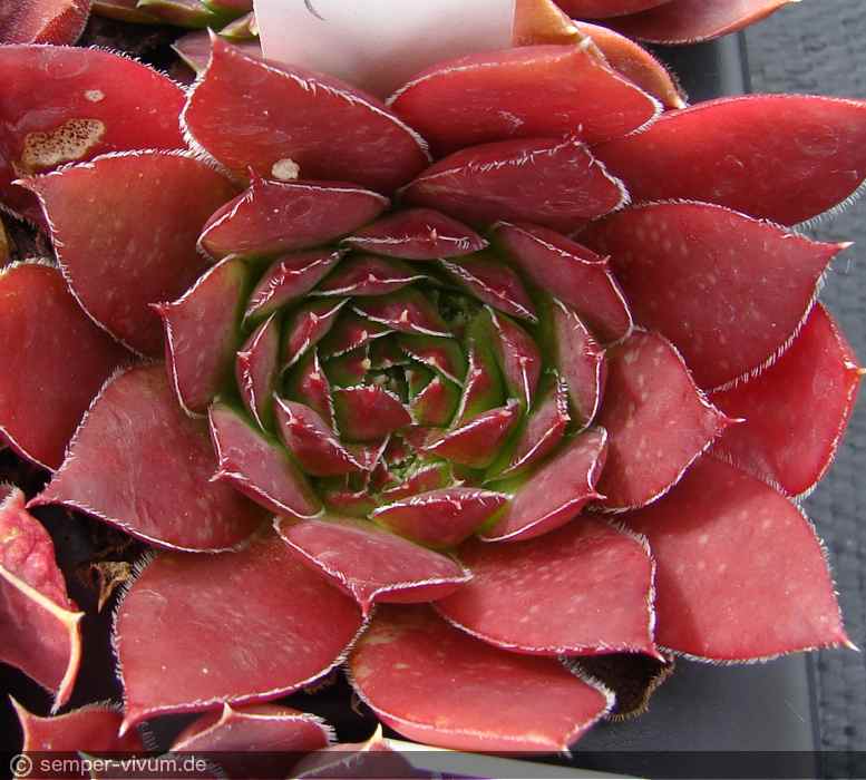 aufgenommen am 16.7.2012