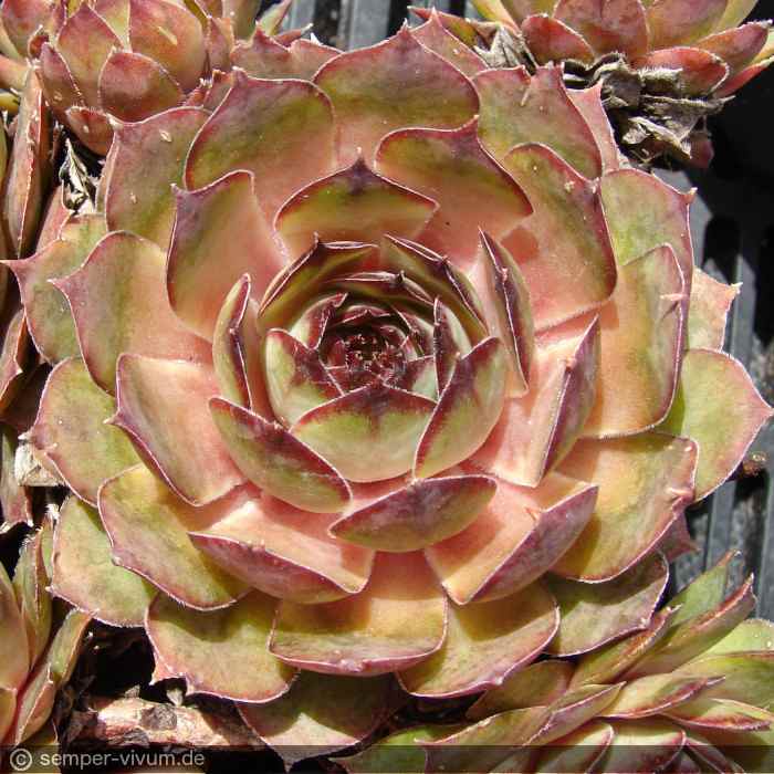 aufgenommen am 10.5.2012