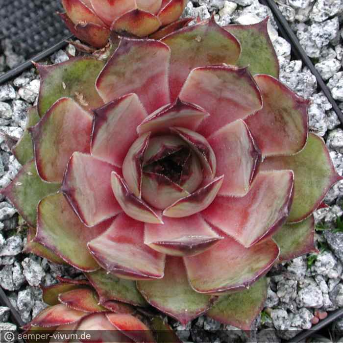Sempervivum 'Miss Piggy'