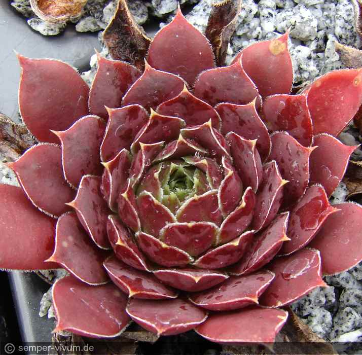 aufgenommen am 13.9.2018