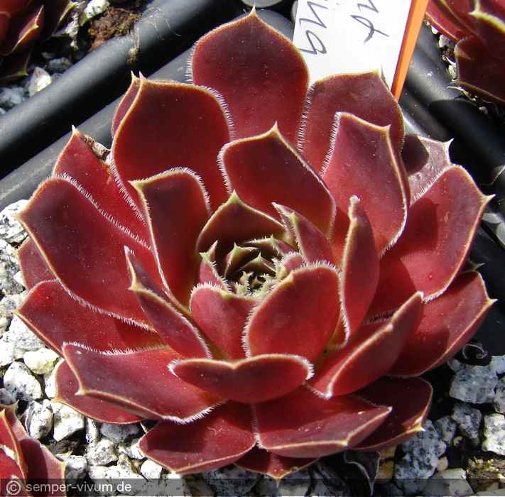 aufgenommen am 18.5.2016