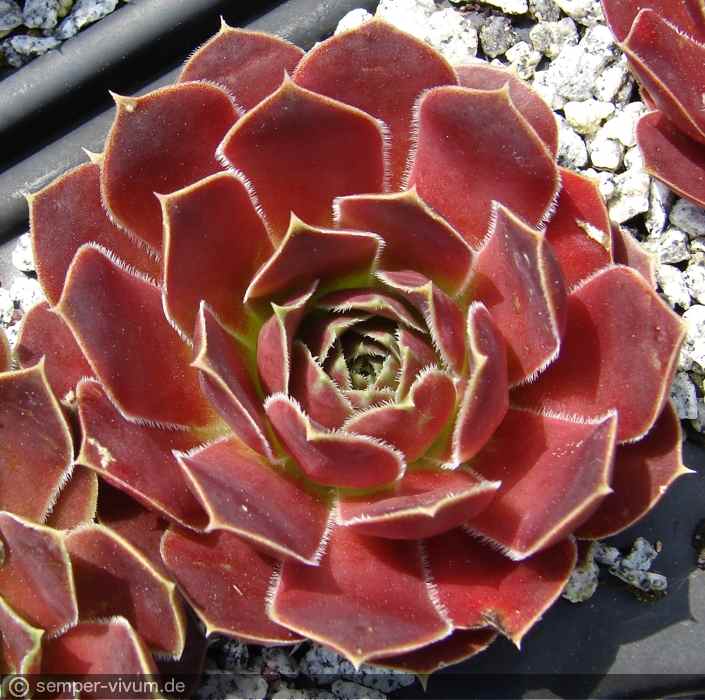 aufgenommen am 18.5.2016