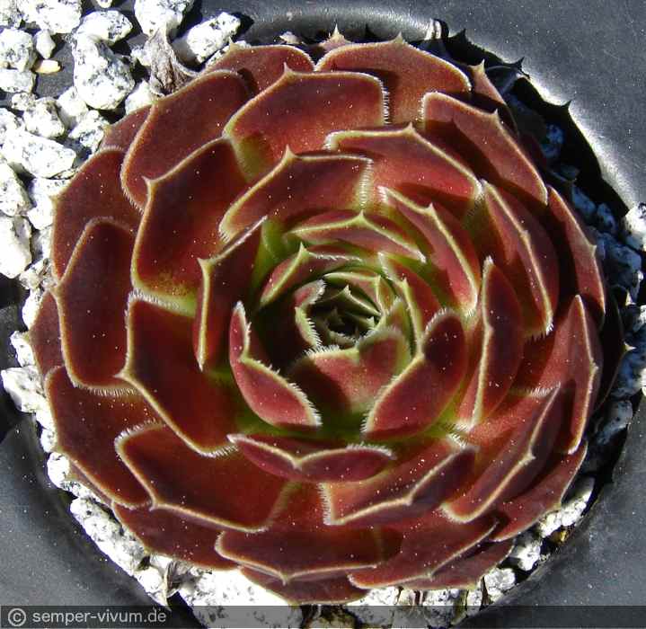 aufgenommen am 6.5.2017