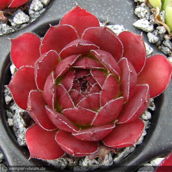 aufgenommen am 15.6.2015