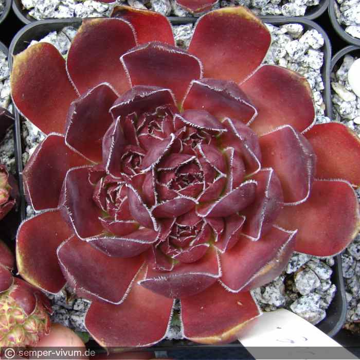 aufgenommen am 24.6.2007