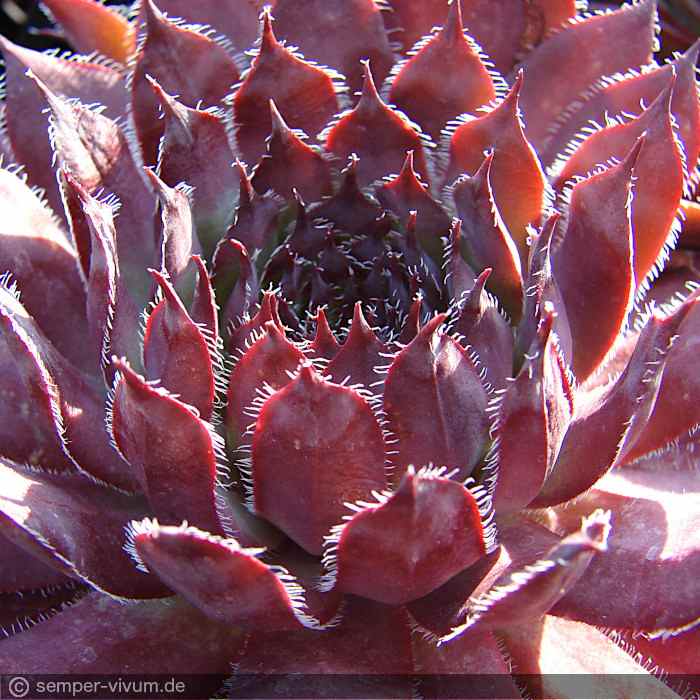 aufgenommen am 1.7.2010