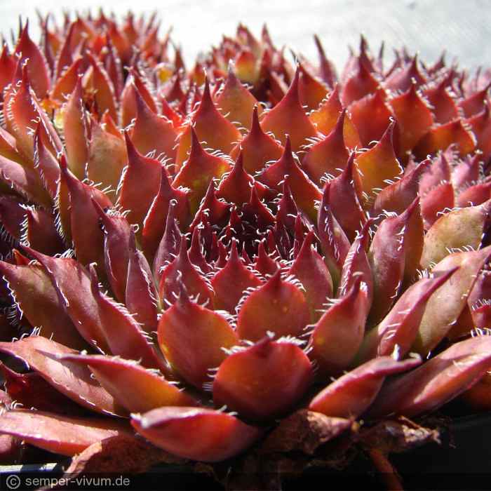 aufgenommen am 28.7.2016