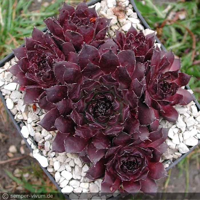 aufgenommen am 3.6.2004