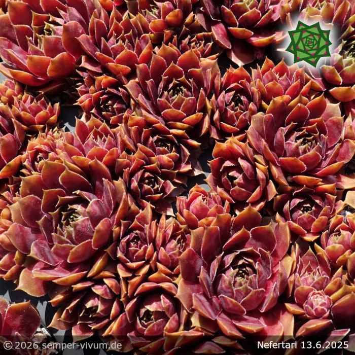 Sempervivum 'Nefertari'