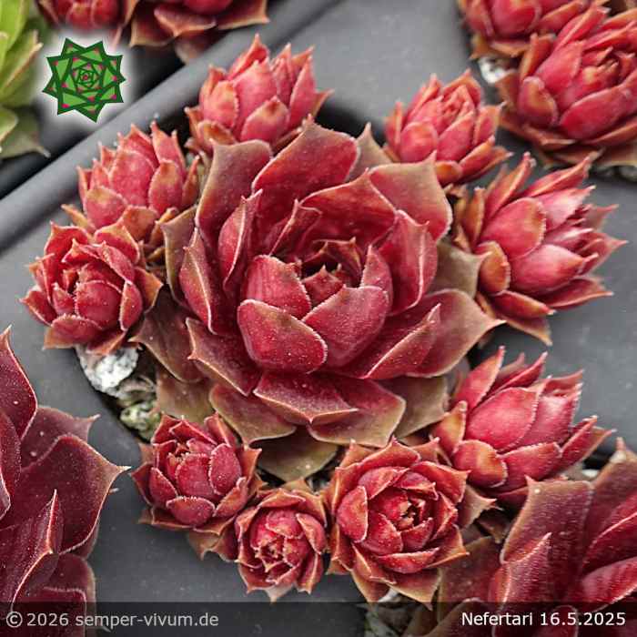 Sempervivum 'Nefertari'