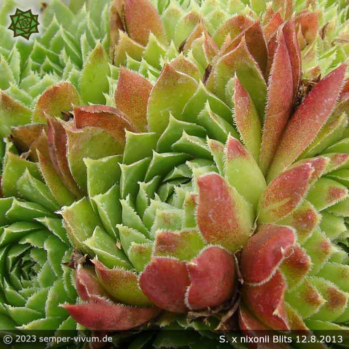 Sempervivum x nixonii 'Blits'