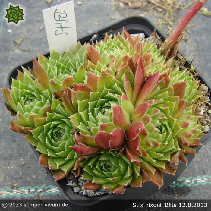 Sempervivum x nixonii 'Blits'
