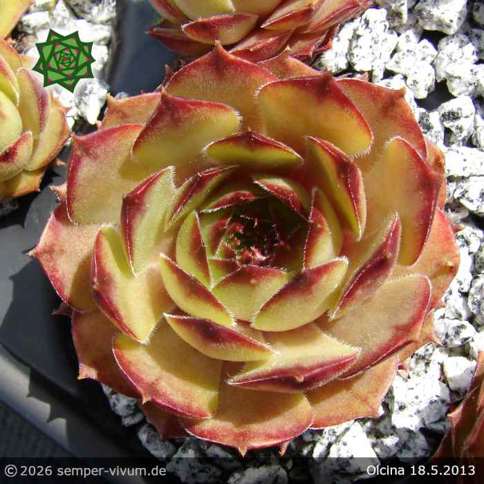 Sempervivum 'Olcina'