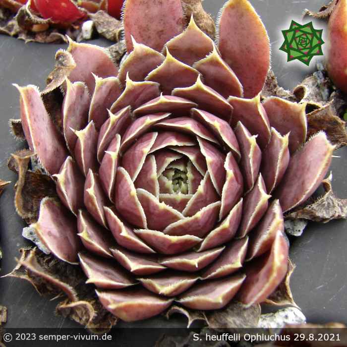 Sempervivum heuffelii 'Ophiuchus'