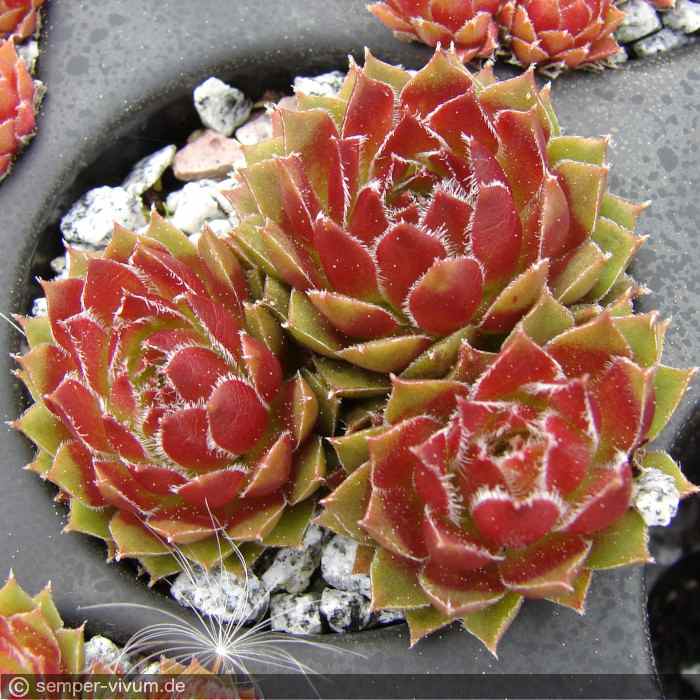 aufgenommen am 1.5.2017