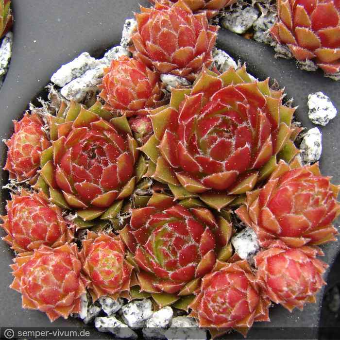 aufgenommen am 1.5.2017