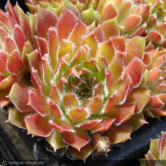 aufgenommen am 10.5.2012