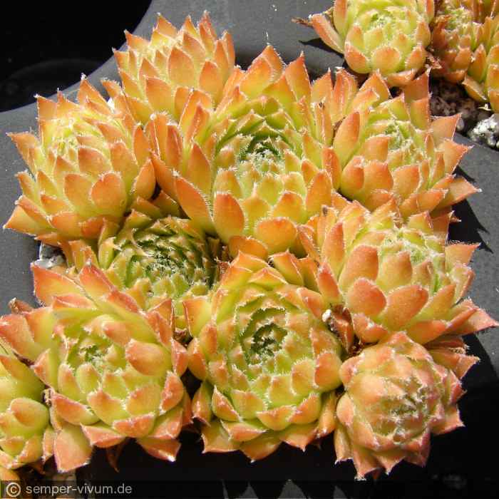 aufgenommen am 30.7.2017