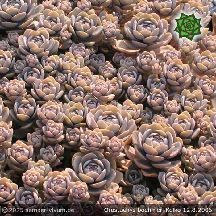 Orostachys boehmeri 'Keiko'