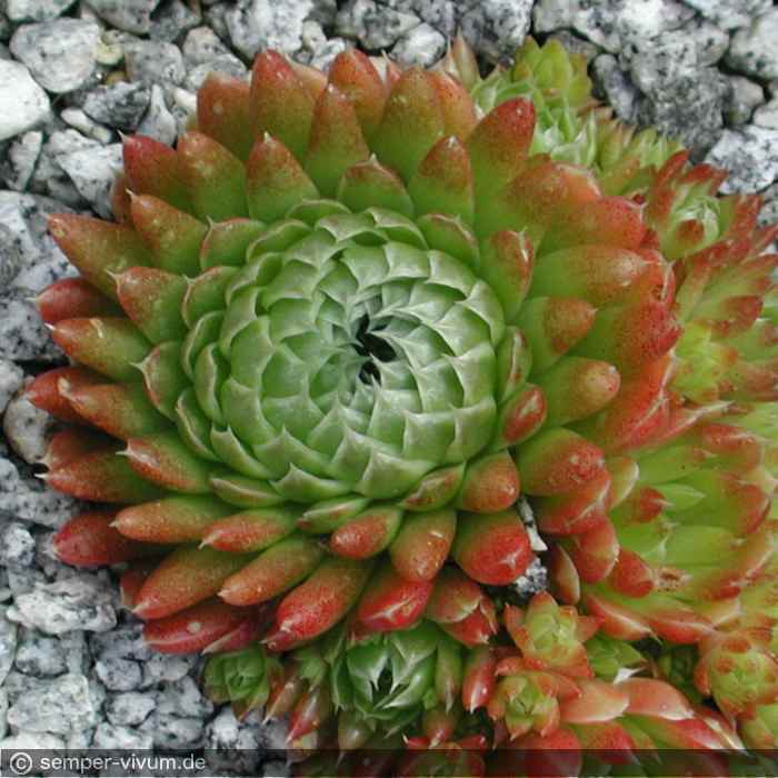 Orostachys spinosa ex BONGELIA