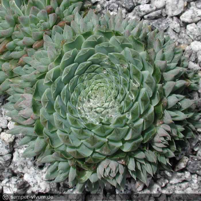 aufgenommen am 22.6.2005