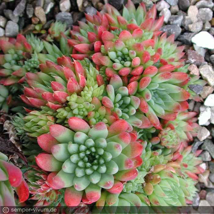 aufgenommen im Juni 2004