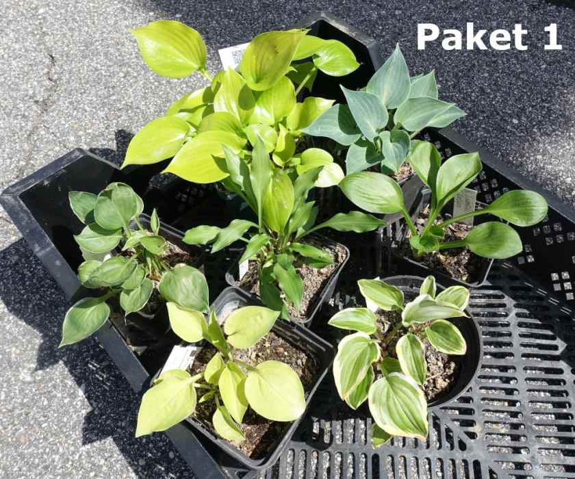 Hosta Paket 1
