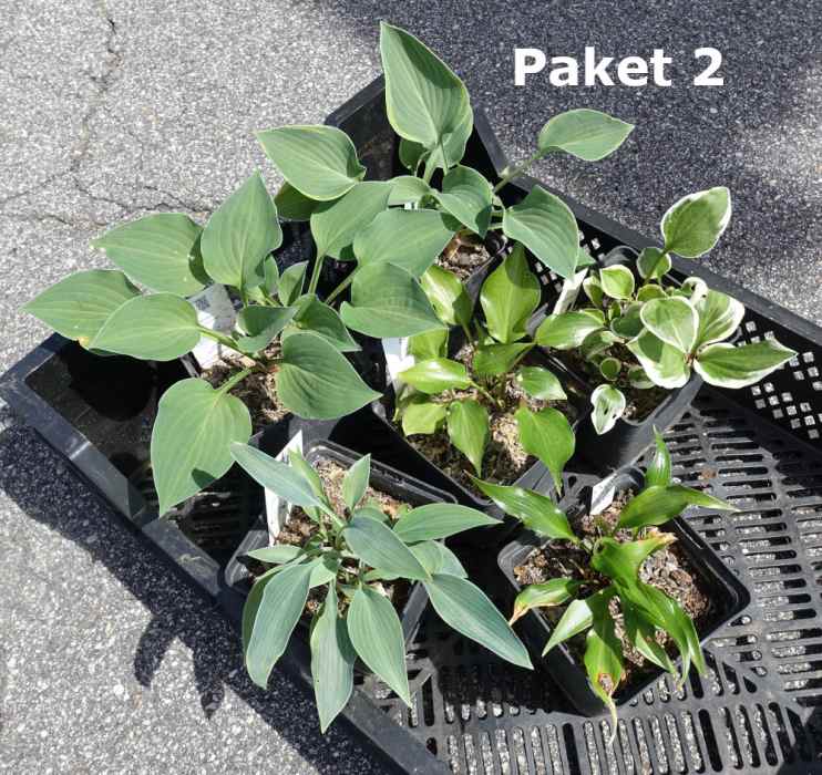Hosta Paket 2