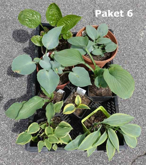 Hosta Paket 6
