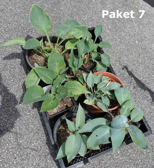Hosta Paket 7